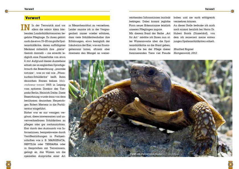 Beispielinhalt (Bild) Die Spaltenschildkröte