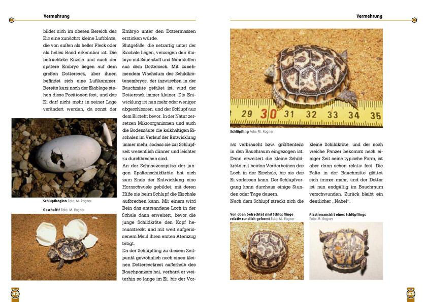 Beispielinhalt (Bild) Die Spaltenschildkröte