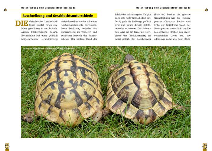 Beispielinhalt (Bild) Die Griechische Landschildkröte