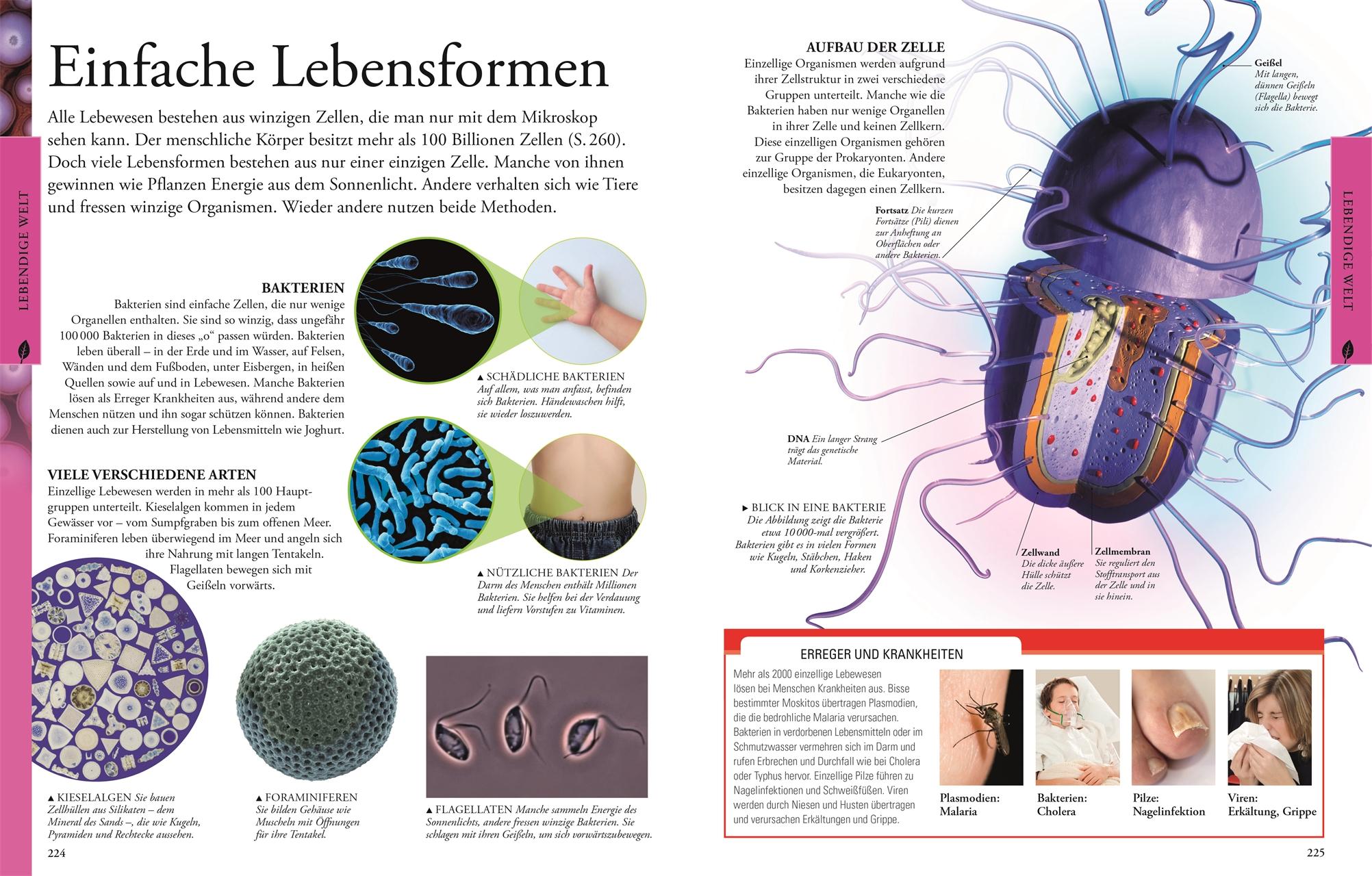 Beispielinhalt (Bild) Naturwissenschaften für clevere Kids