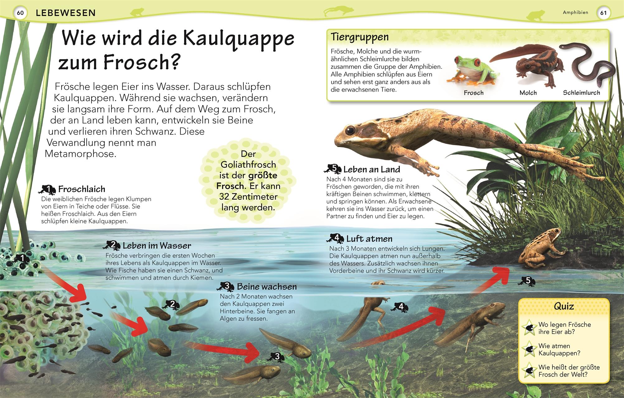 Beispielinhalt (Bild) Weshalb? Deshalb!