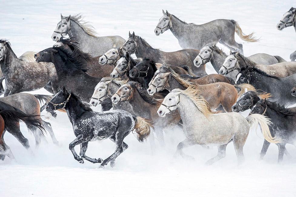 Beispielinhalt (Bild) 450 Jahre Spanische Hofreitschule