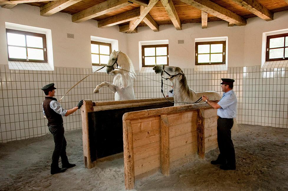 Beispielinhalt (Bild) 450 Jahre Spanische Hofreitschule