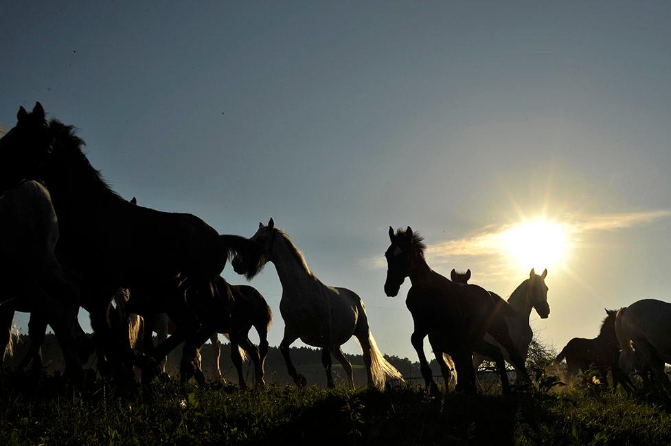 Beispielinhalt (Bild) 450 Jahre Spanische Hofreitschule