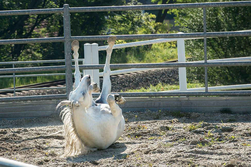 Beispielinhalt (Bild) 450 Jahre Spanische Hofreitschule