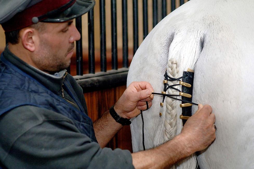 Beispielinhalt (Bild) 450 Jahre Spanische Hofreitschule