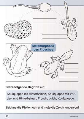 Beispielinhalt (Bild) Ich kenne den Frosch - Lebenszyklus