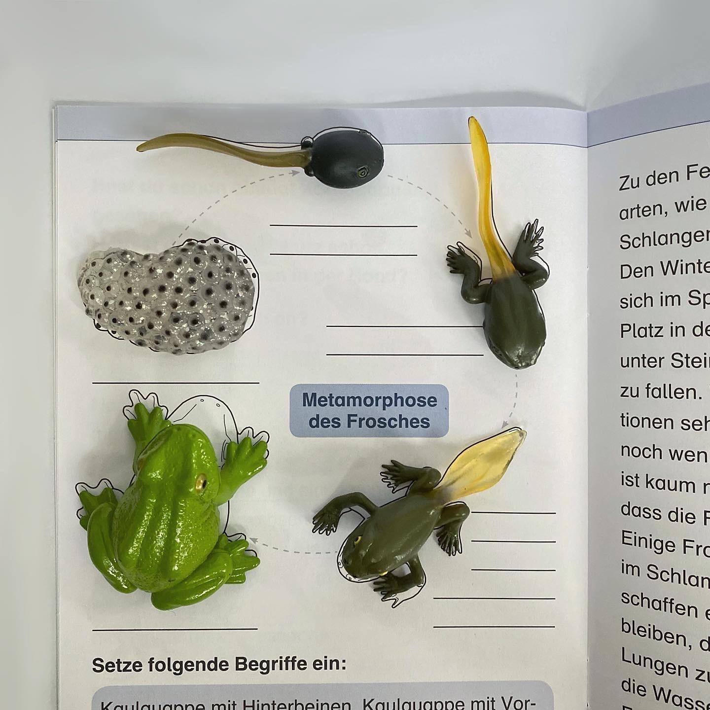 Beispielinhalt (Bild) Ich kenne den Frosch - Lebenszyklus