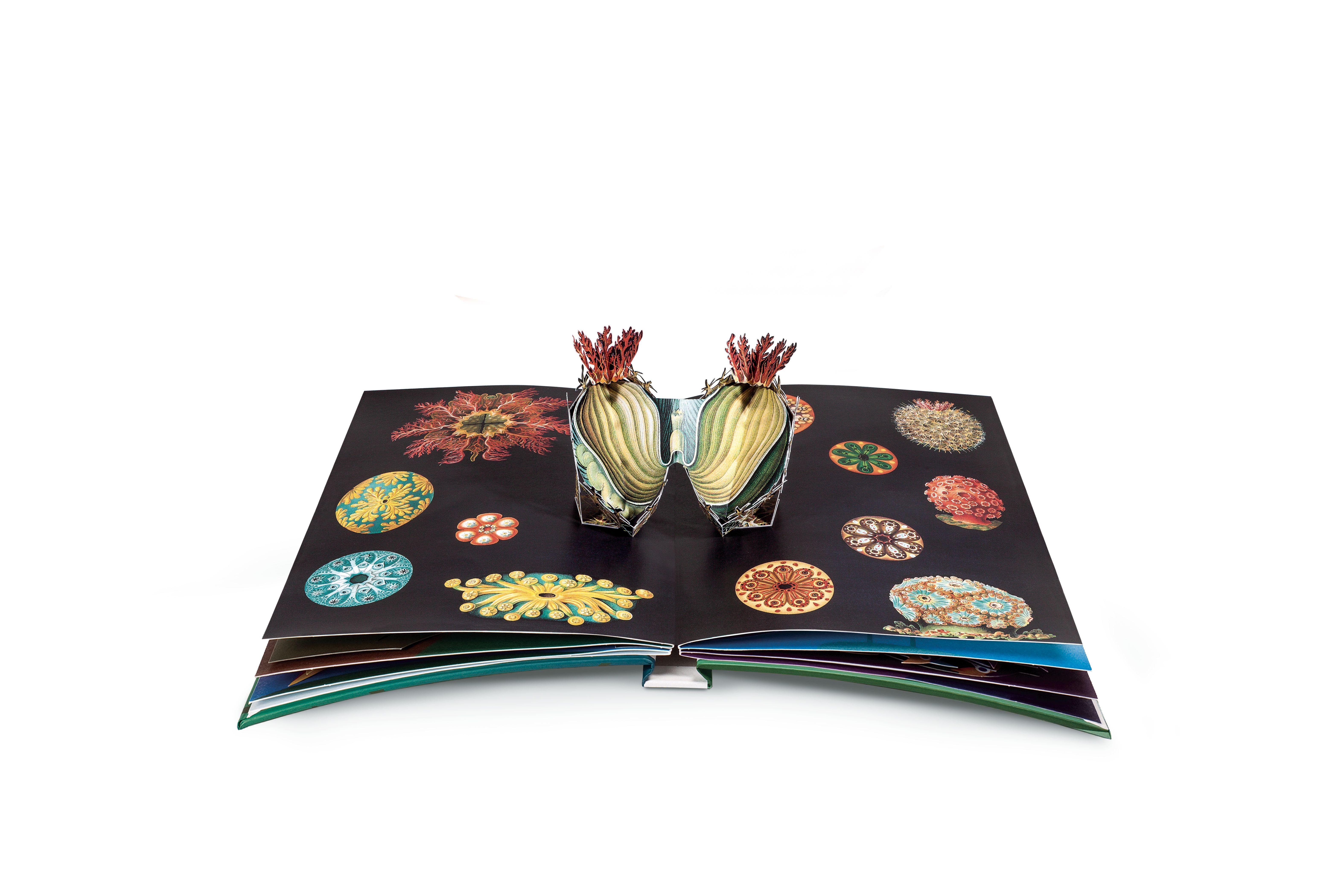Beispielinhalt (Bild) Wunderwesen aus der Tiefe. Ernst Haeckel