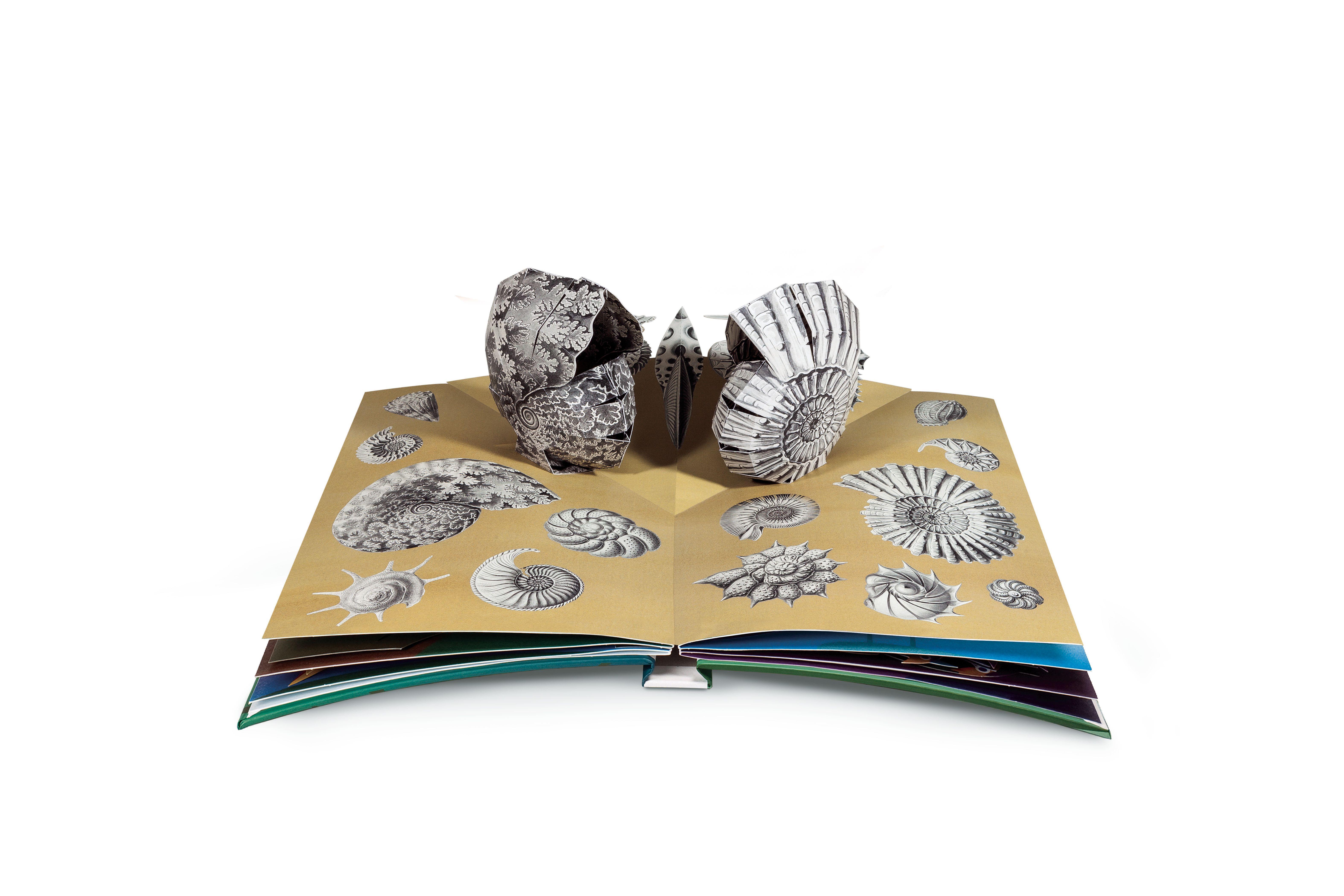 Beispielinhalt (Bild) Wunderwesen aus der Tiefe. Ernst Haeckel