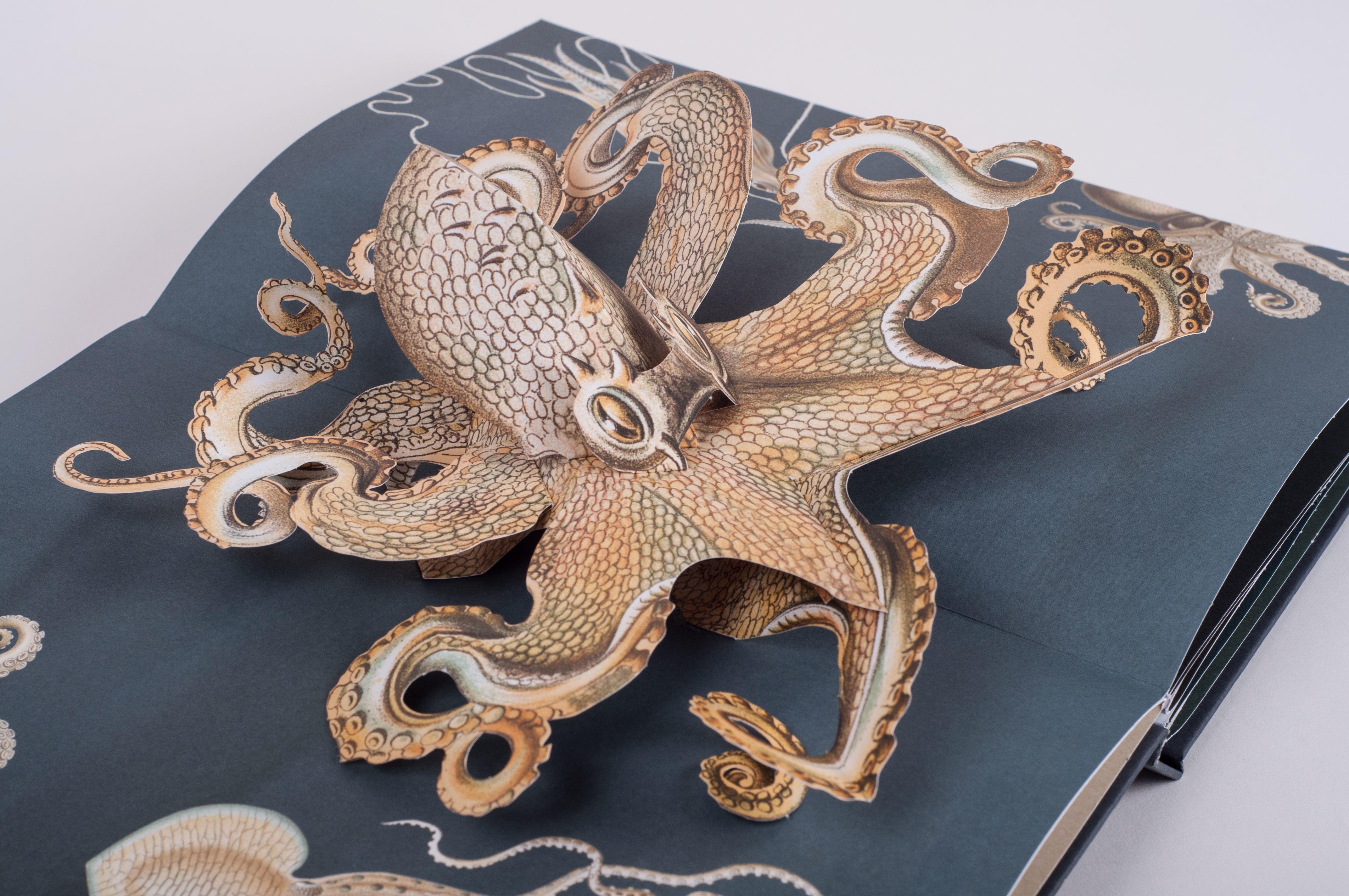Beispielinhalt (Bild) Wunderwesen aus der Tiefe. Ernst Haeckel