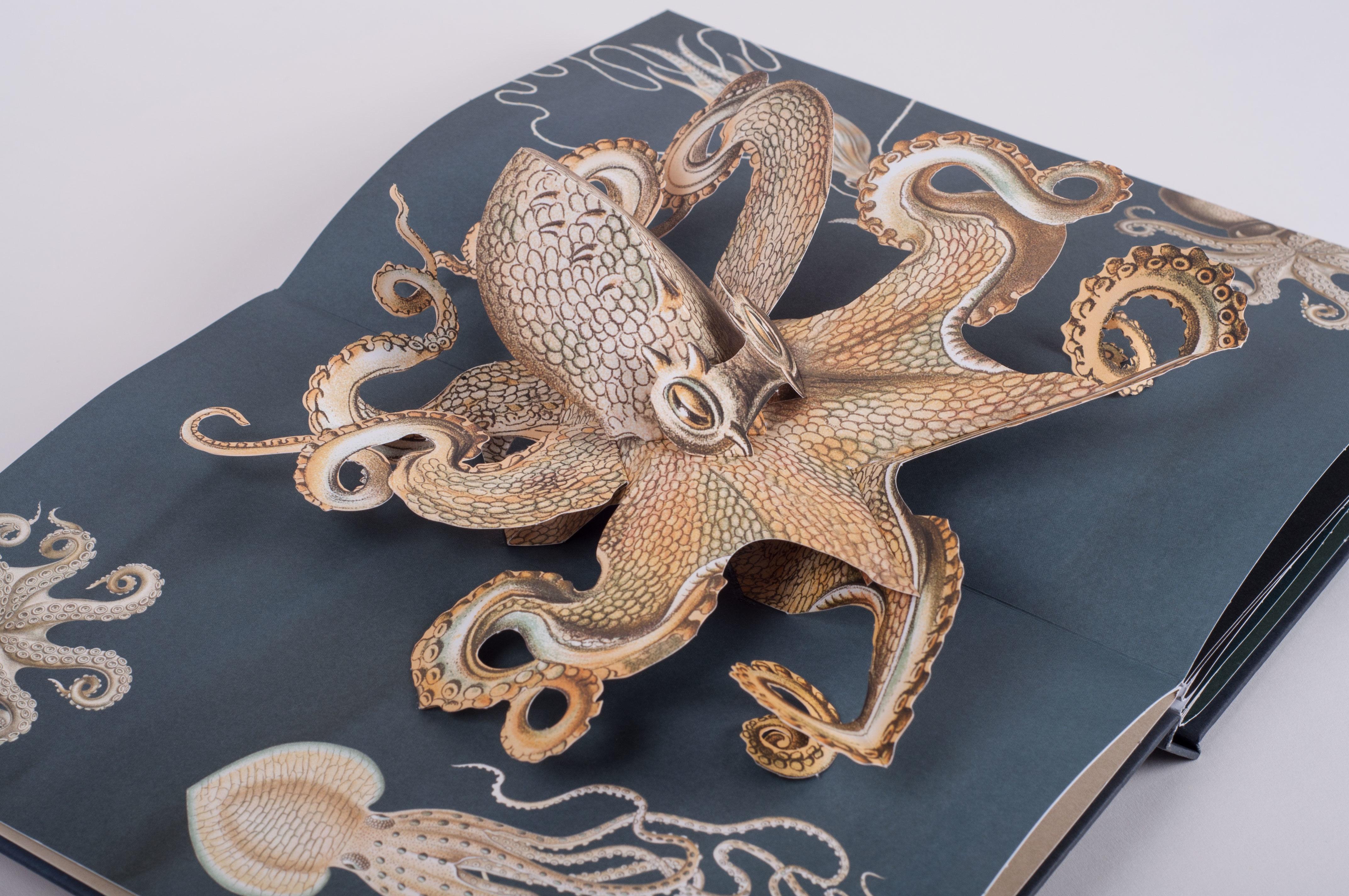 Beispielinhalt (Bild) Wunderwesen aus der Tiefe. Ernst Haeckel