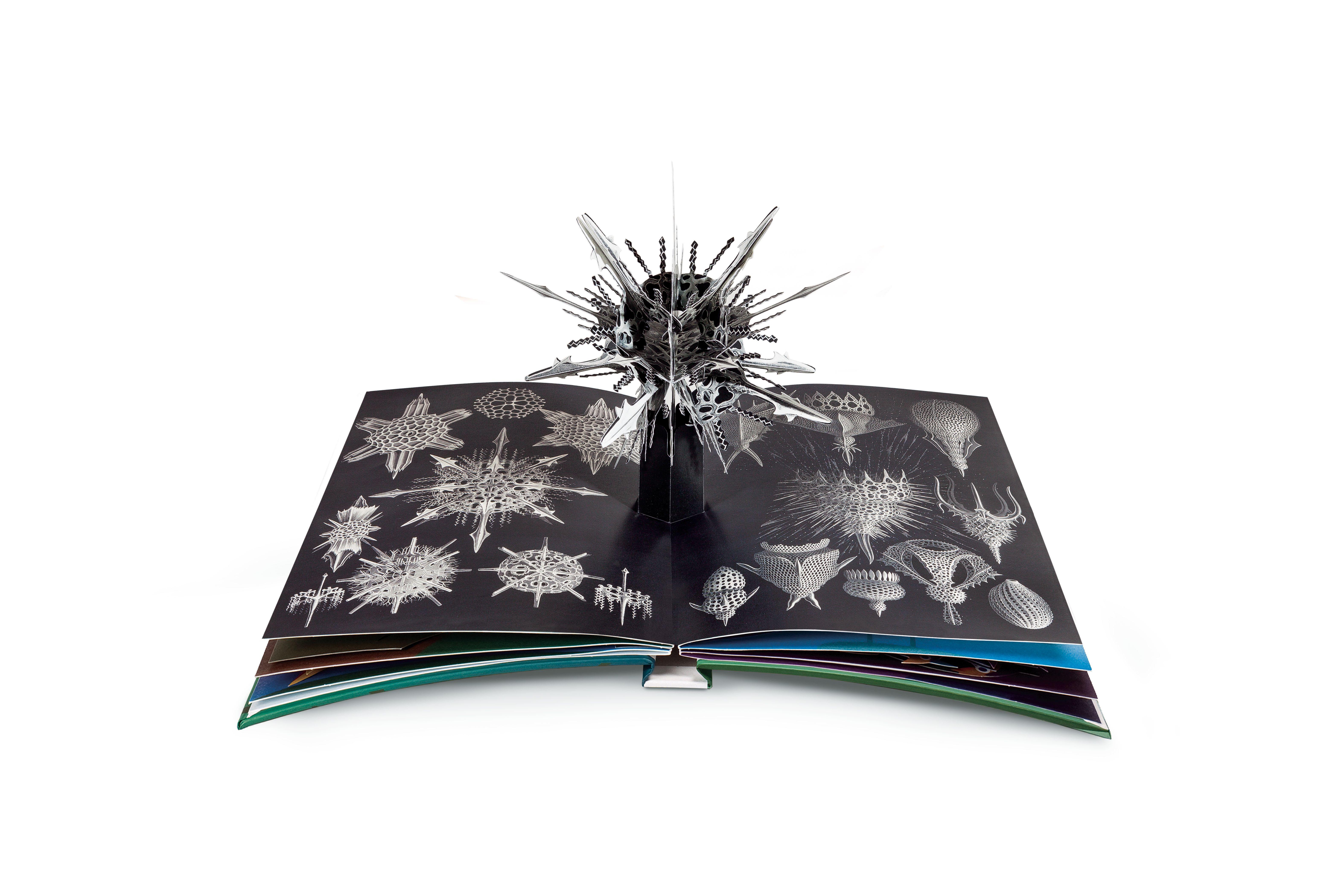 Beispielinhalt (Bild) Wunderwesen aus der Tiefe. Ernst Haeckel
