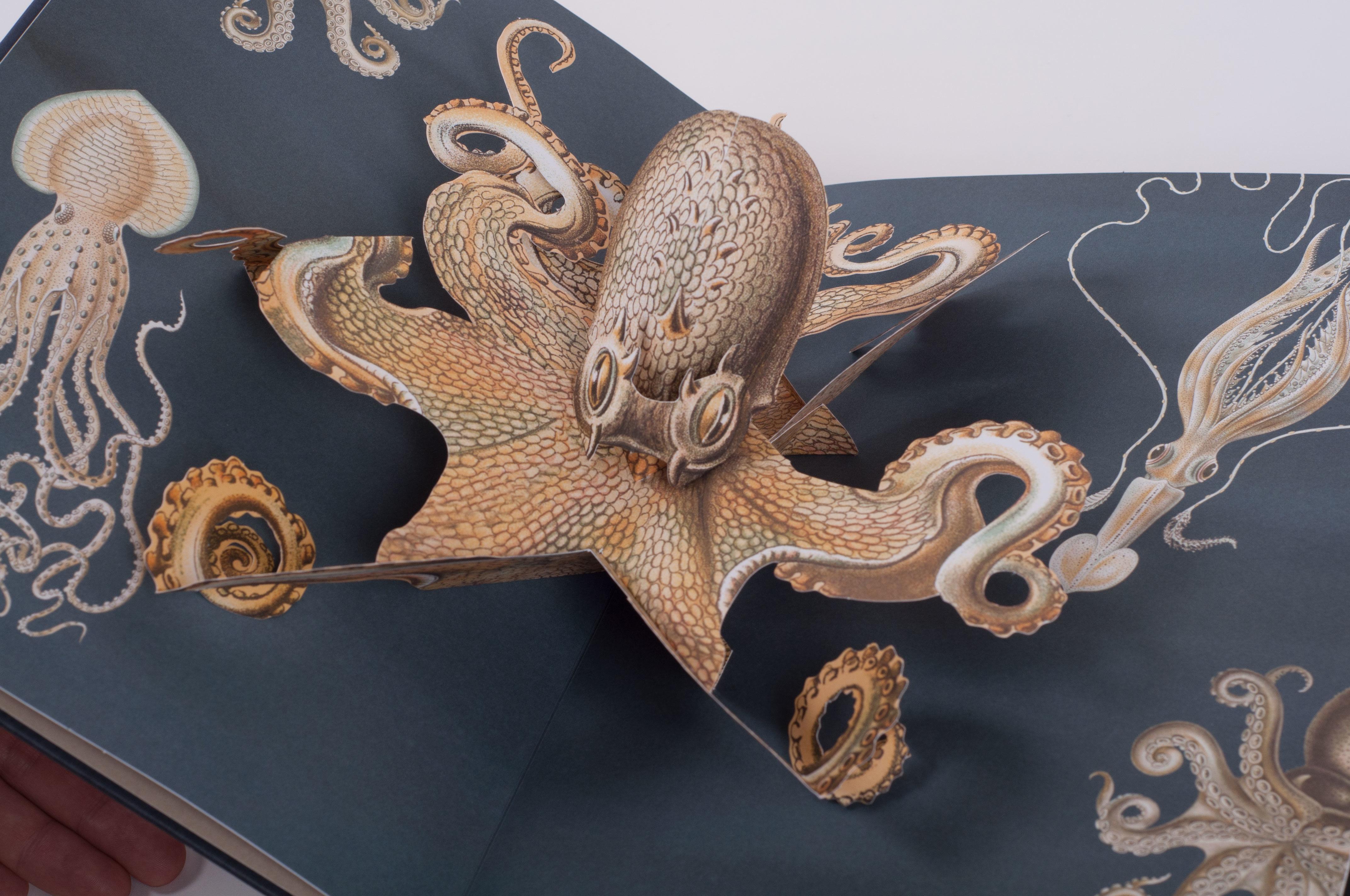 Beispielinhalt (Bild) Wunderwesen aus der Tiefe. Ernst Haeckel