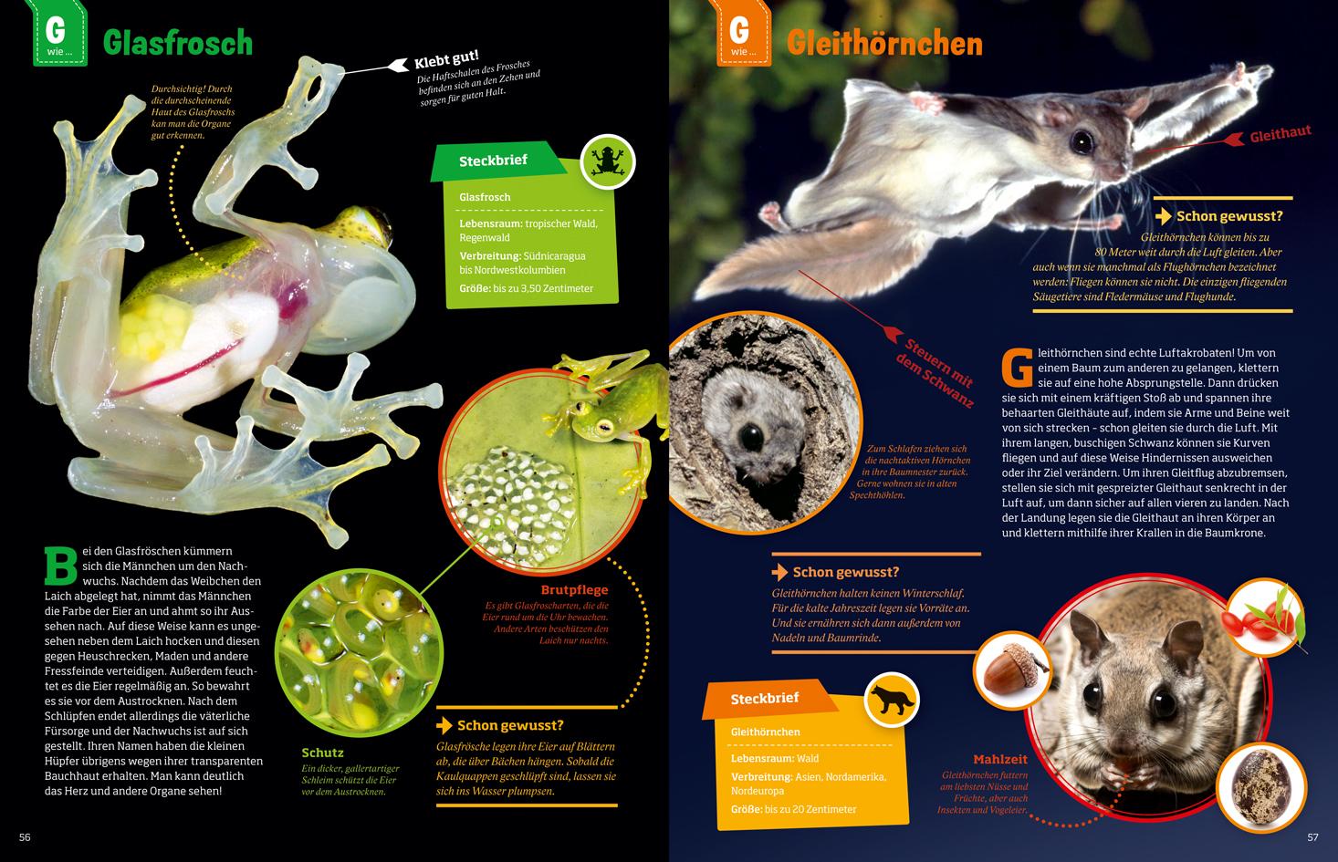 Beispielinhalt (Bild) WAS IST WAS Geniale Tiere ... und ihre Tricks