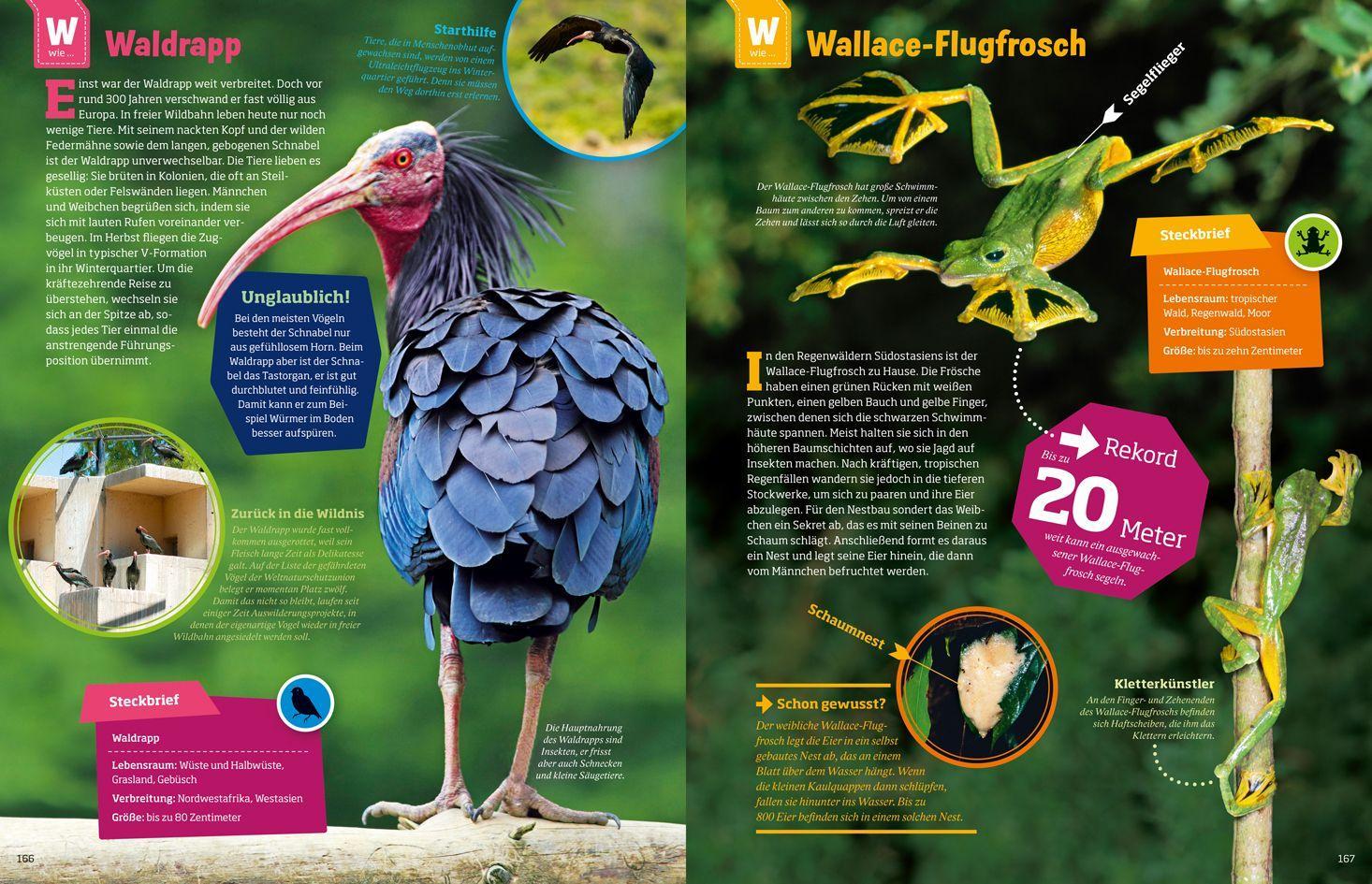 Beispielinhalt (Bild) WAS IST WAS Geniale Tiere ... und ihre Tricks