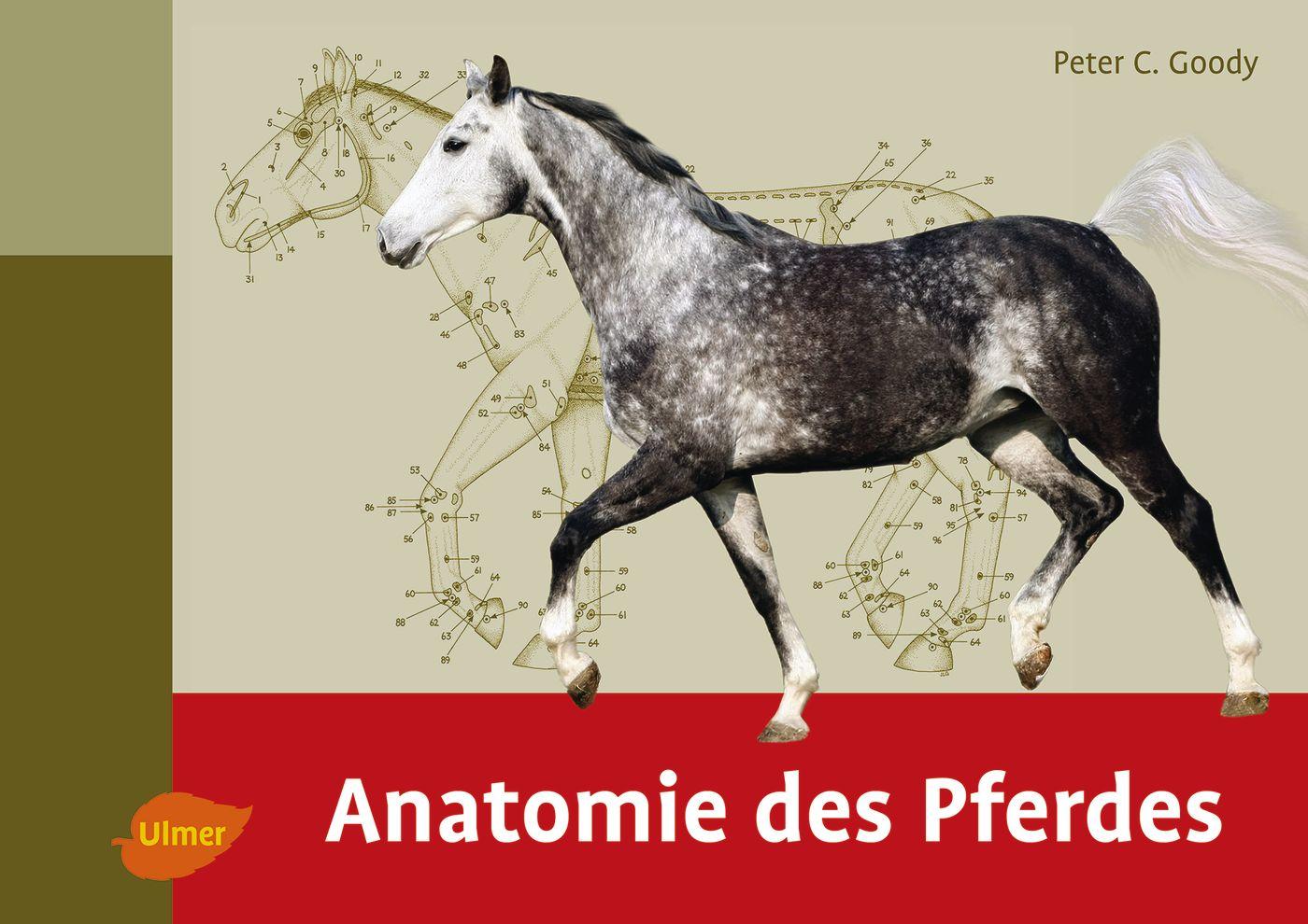 Vorderes Coverbild Anatomie des Pferdes