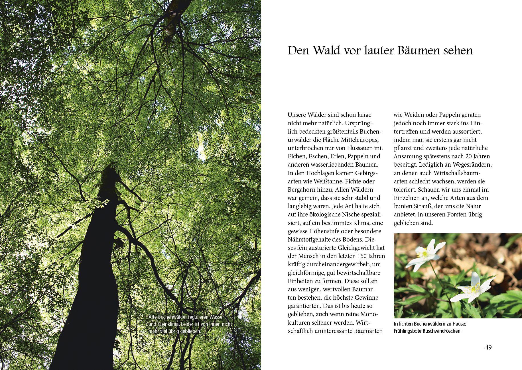 Beispielinhalt (Bild) Menschenspuren im Wald