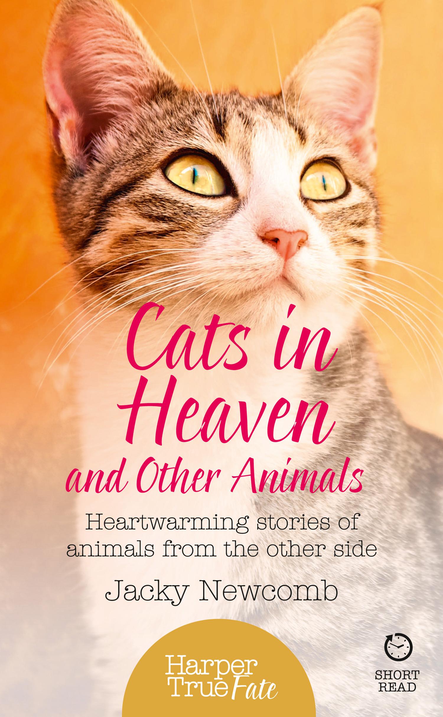 Vorderes Coverbild Cats in Heaven