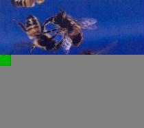 Vorderes Coverbild Diana Thater: Knots + Surfaces