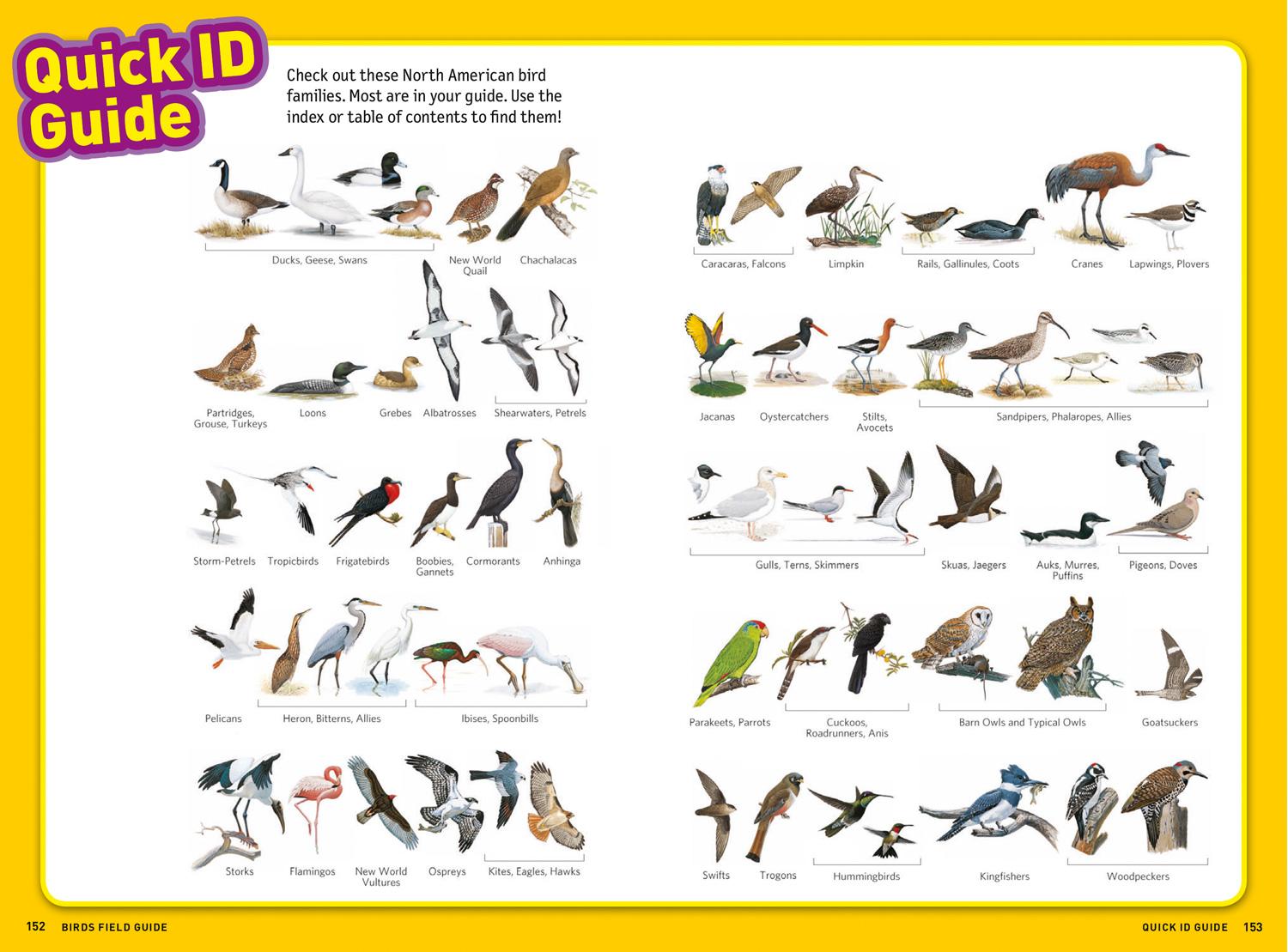 Beispielinhalt (Bild) Ultimate Explorer Field Guide: Birds