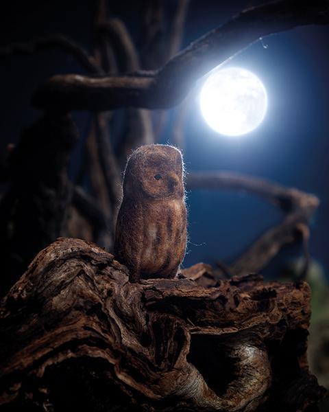 Beispielinhalt (Bild) Filzen von heimischen Tieren