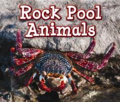 Vorderes Coverbild Rock Pool Animals