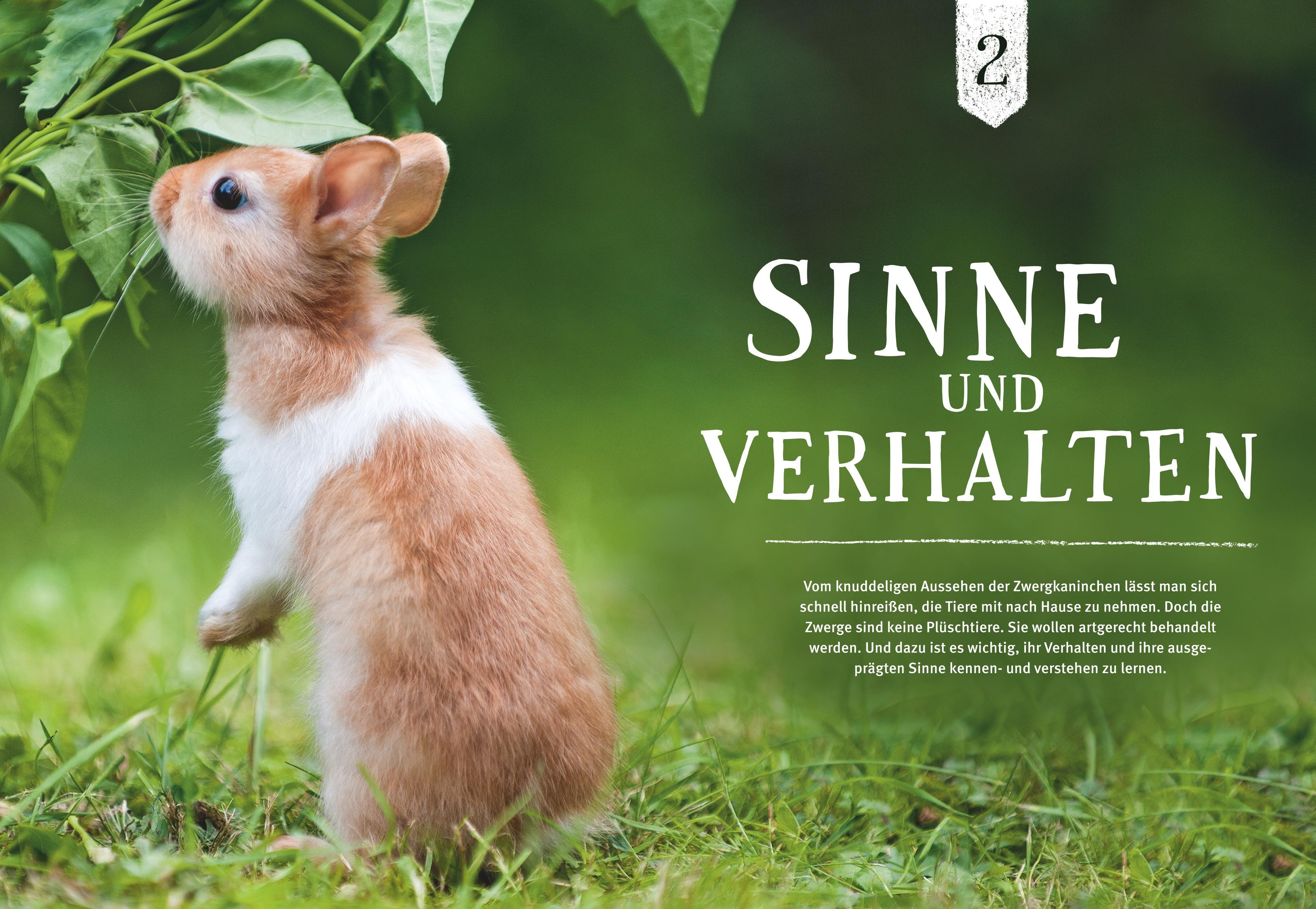 Beispielinhalt (Bild) Liebenswerte Zwergkaninchen