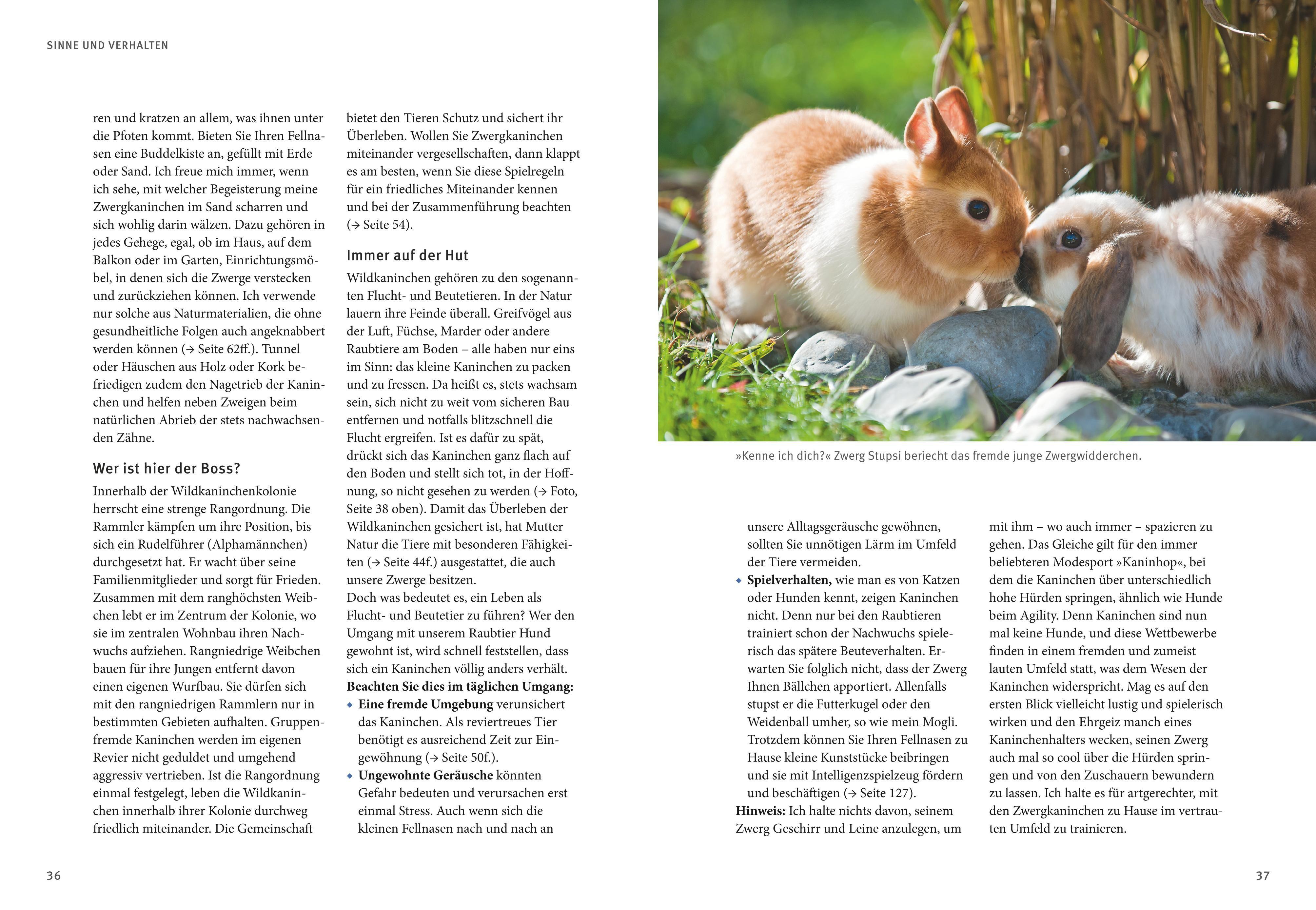 Beispielinhalt (Bild) Liebenswerte Zwergkaninchen