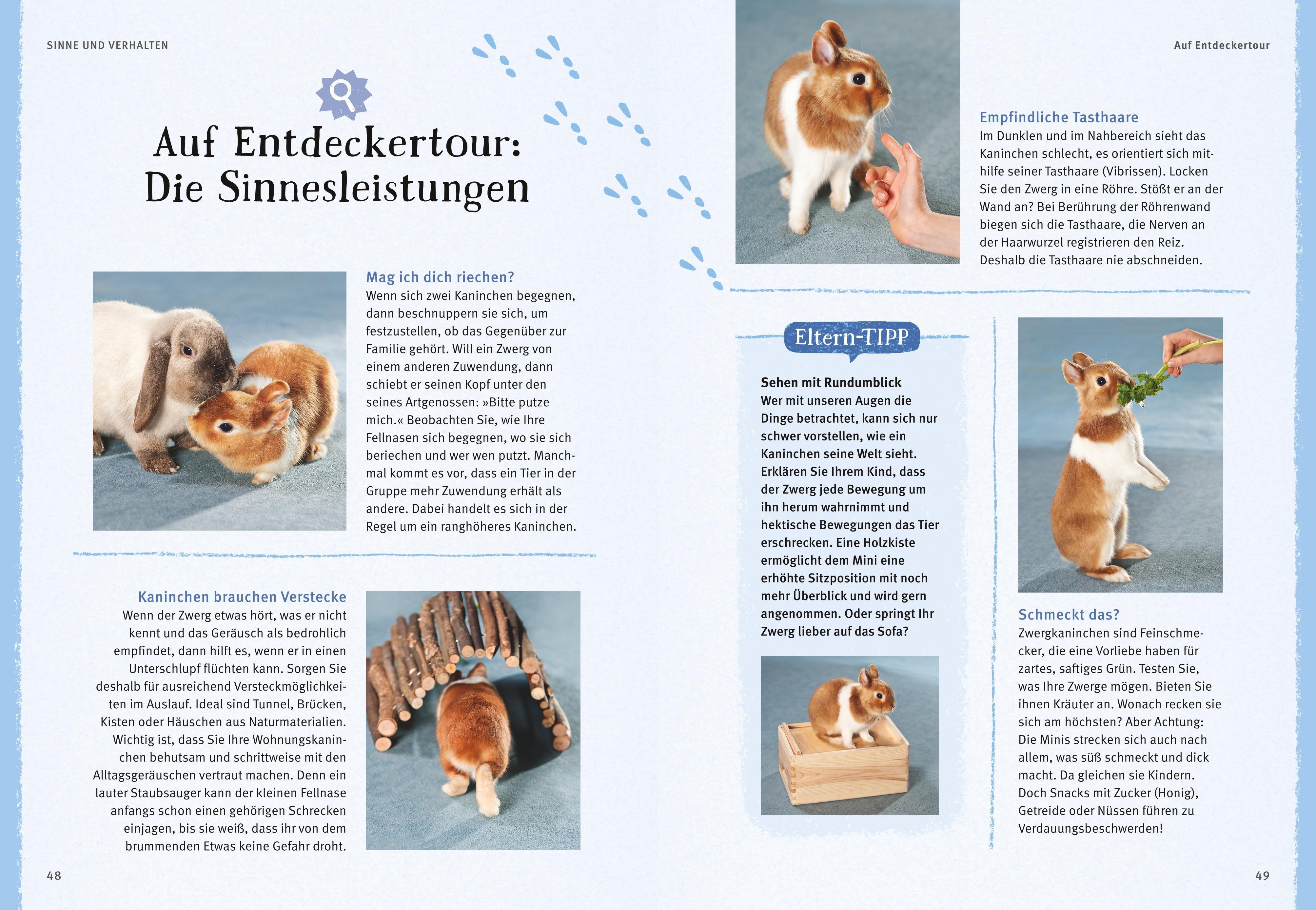 Beispielinhalt (Bild) Liebenswerte Zwergkaninchen