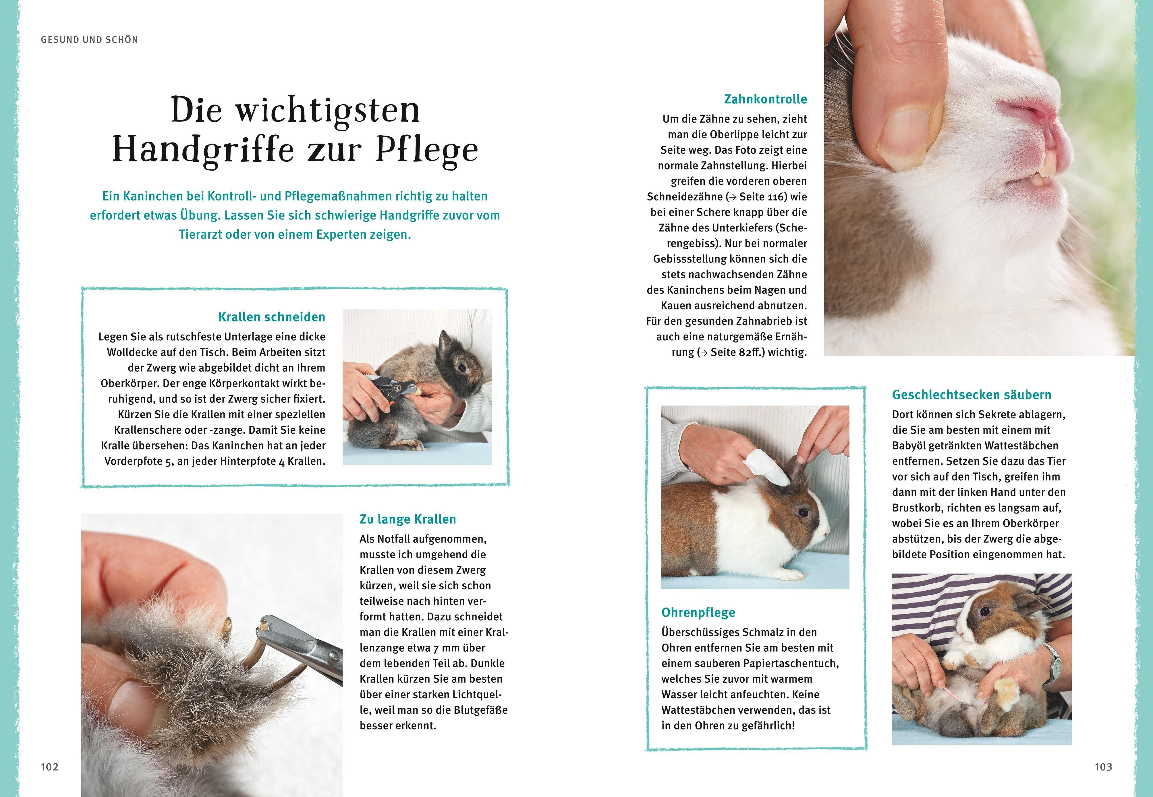 Beispielinhalt (Bild) Liebenswerte Zwergkaninchen