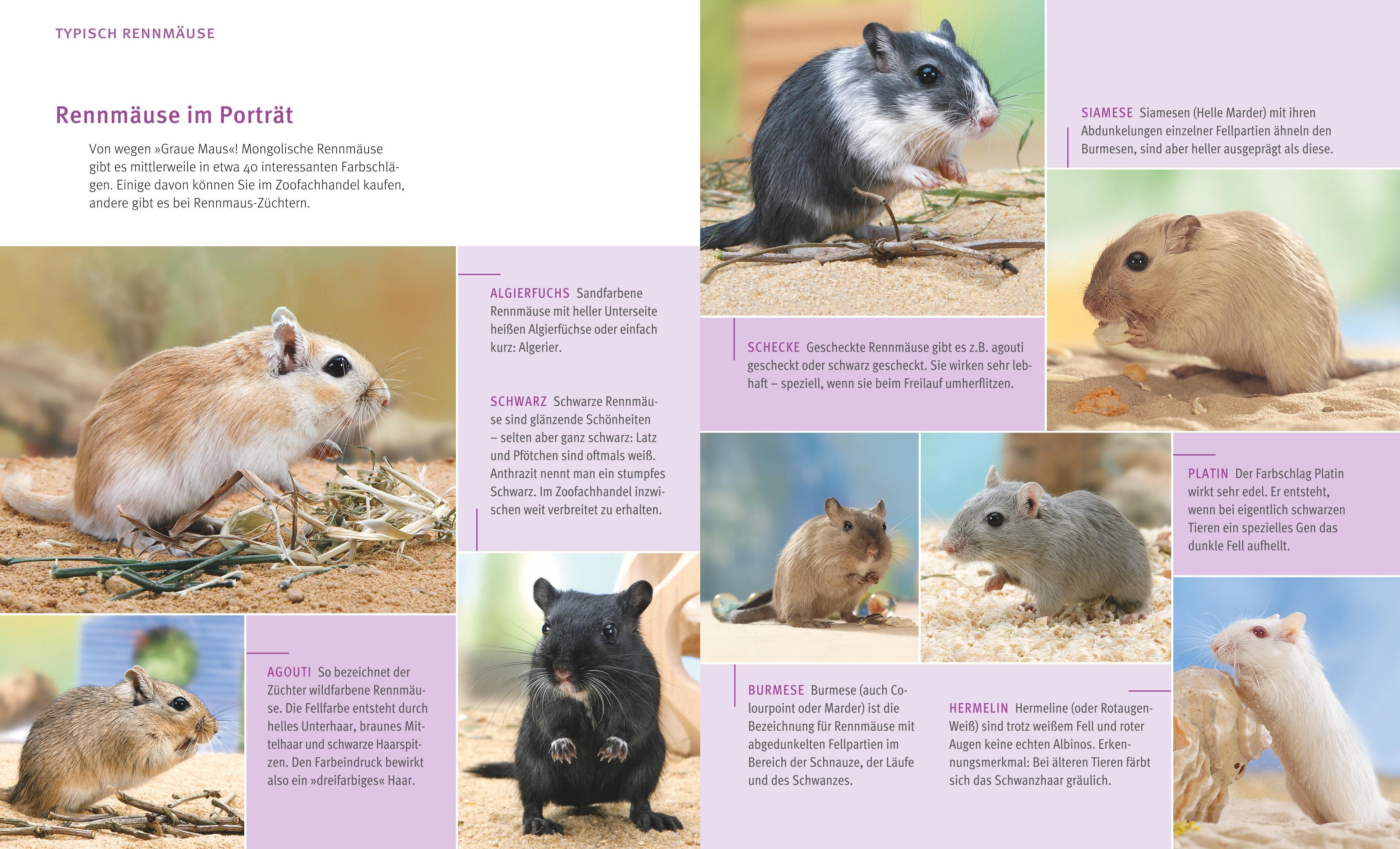 Beispielinhalt (Bild) Rennmäuse