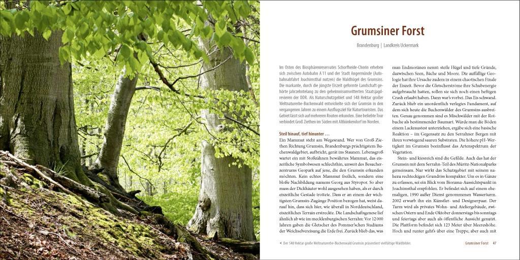 Beispielinhalt (Bild) Deutschlands alte Buchenwälder