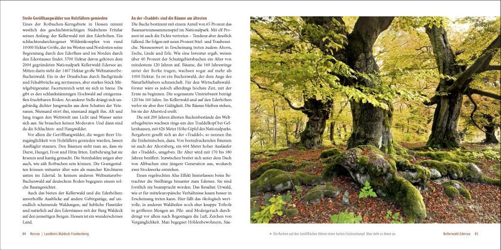 Beispielinhalt (Bild) Deutschlands alte Buchenwälder
