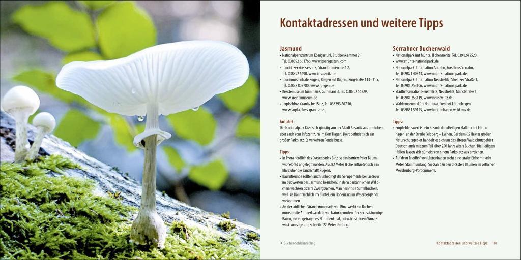 Beispielinhalt (Bild) Deutschlands alte Buchenwälder