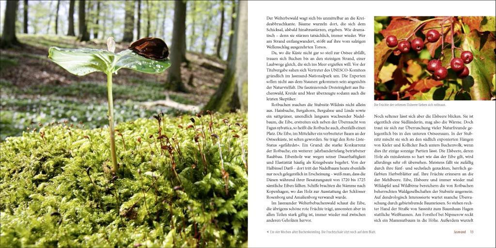 Beispielinhalt (Bild) Deutschlands alte Buchenwälder