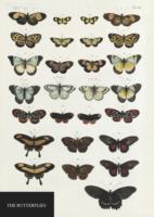Vorderes Coverbild Natural History Museum Butterflies Notebook