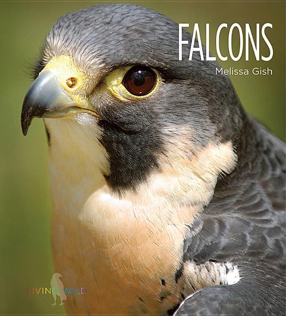 Vorderes Coverbild Falcons
