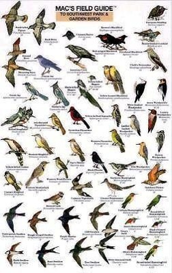 Vorderes Coverbild Mac's Field Guides: Southwest Park/Garden Birds