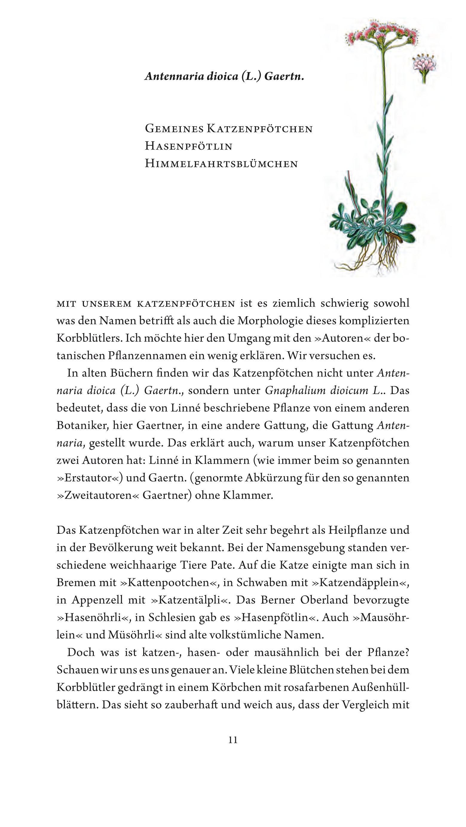 Beispielinhalt (Bild) Jungfer im Grünen und Tausendgüldenkraut