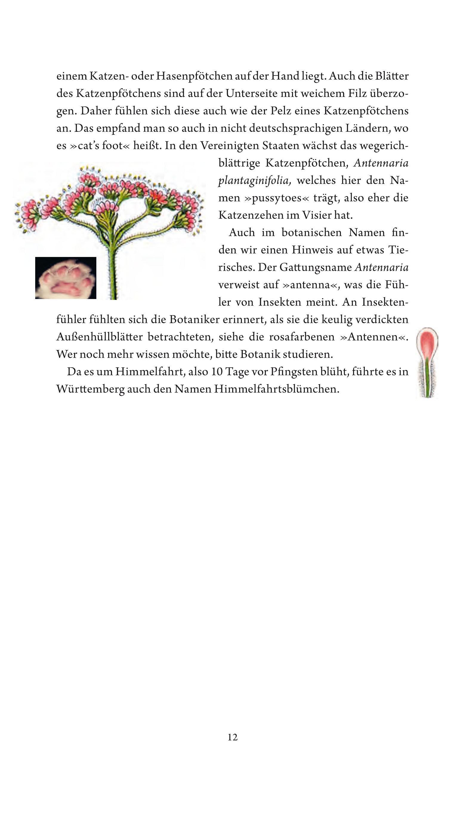 Beispielinhalt (Bild) Jungfer im Grünen und Tausendgüldenkraut