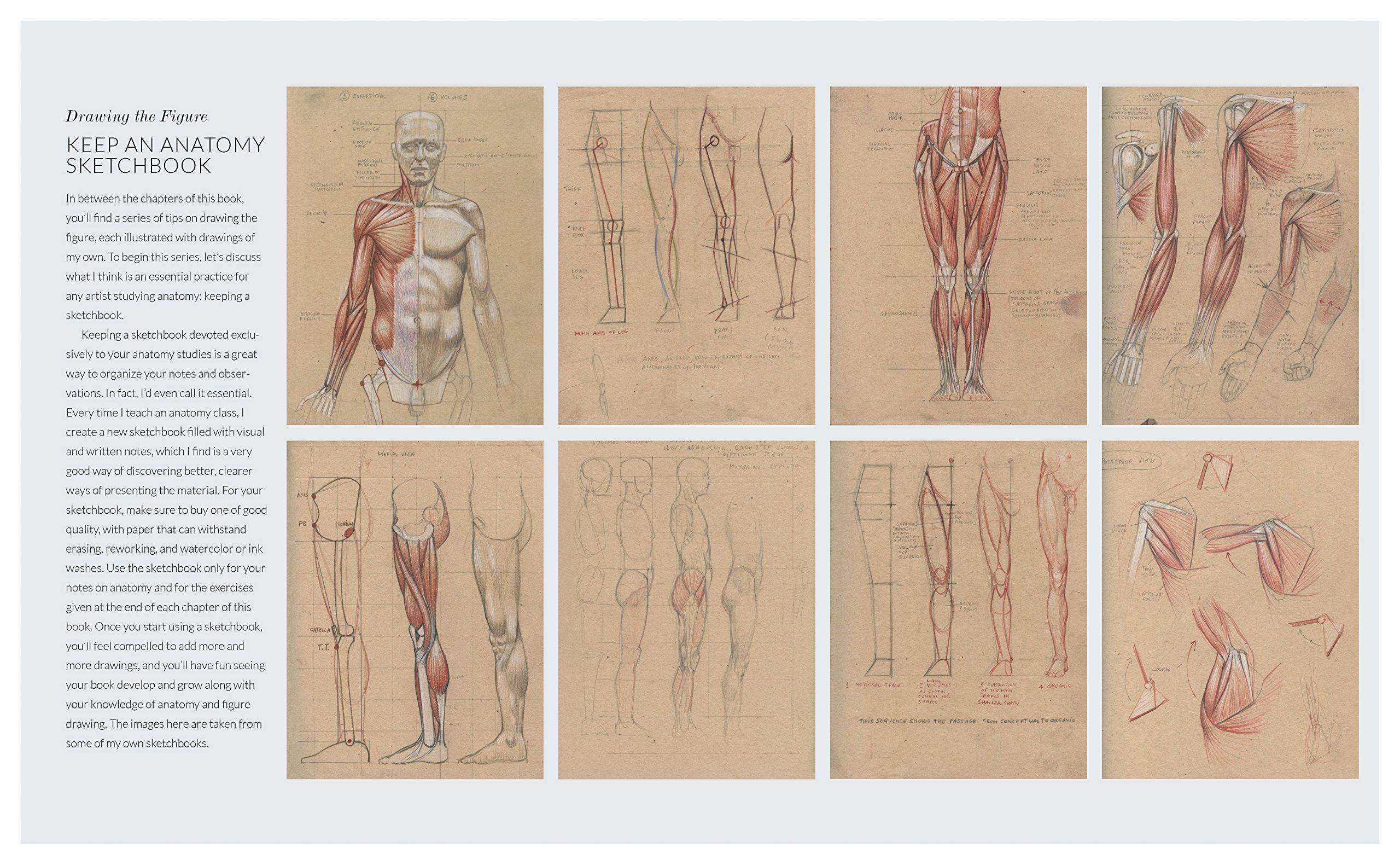Beispielinhalt (Bild) Basic Human Anatomy