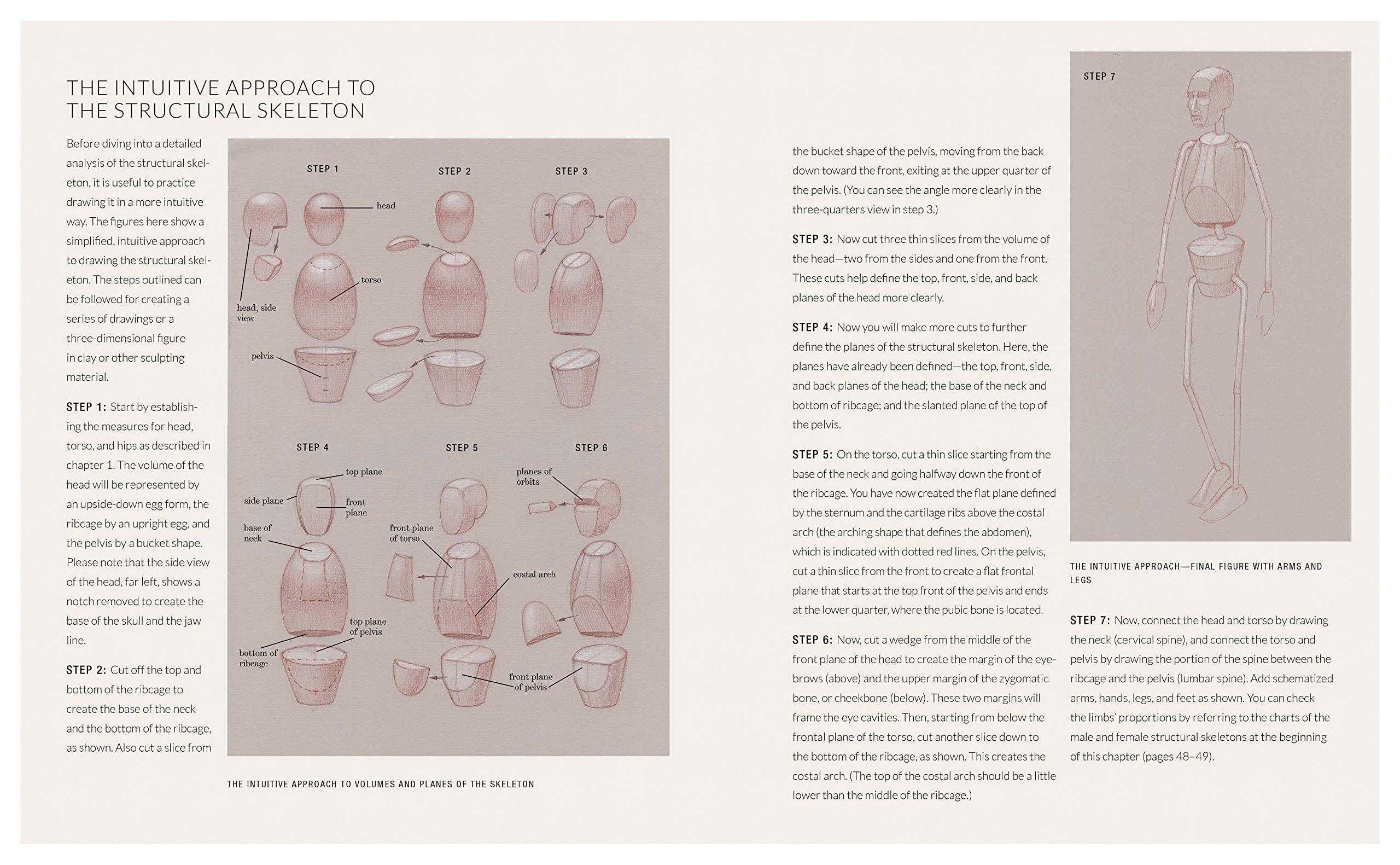 Beispielinhalt (Bild) Basic Human Anatomy