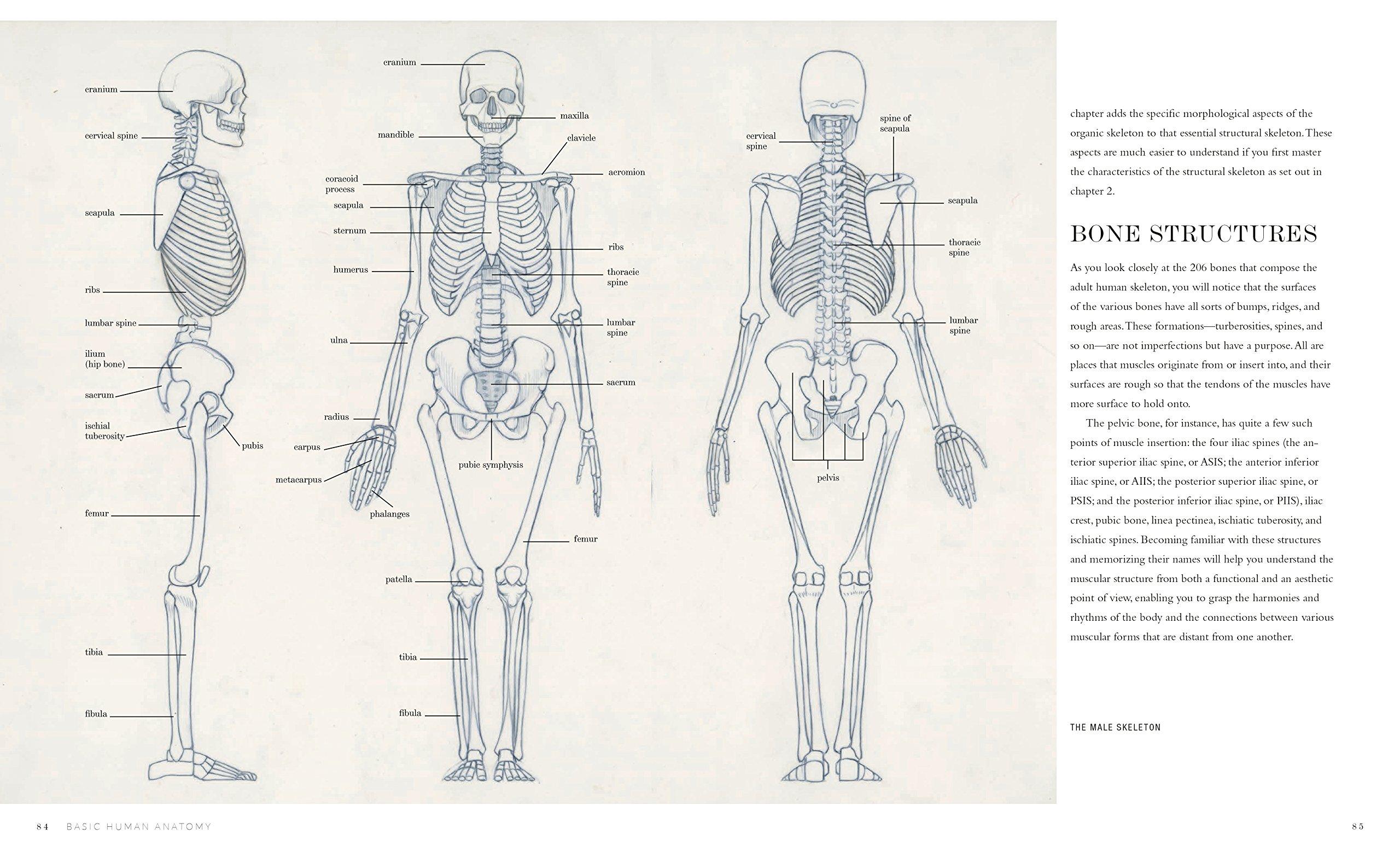 Beispielinhalt (Bild) Basic Human Anatomy