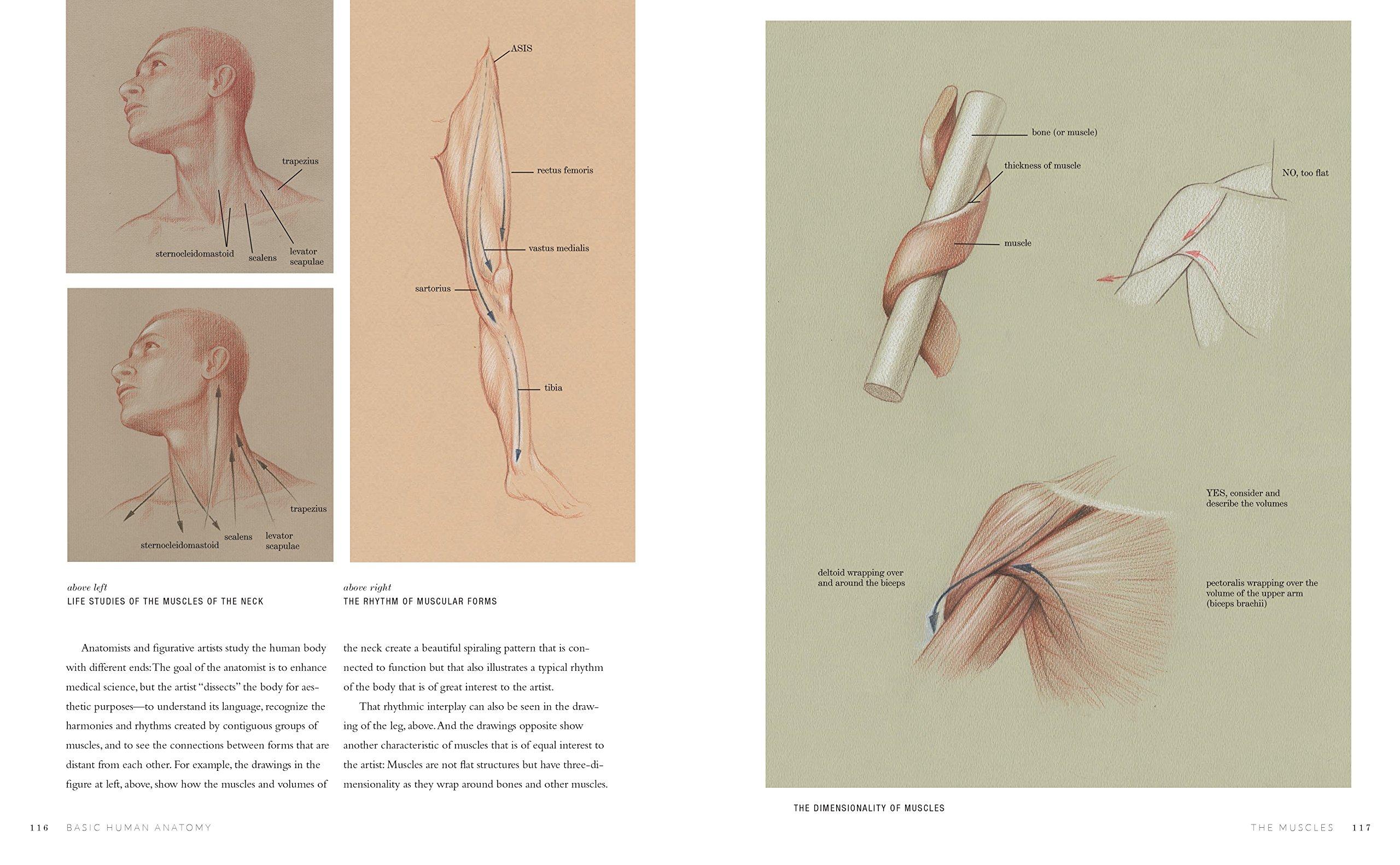 Beispielinhalt (Bild) Basic Human Anatomy