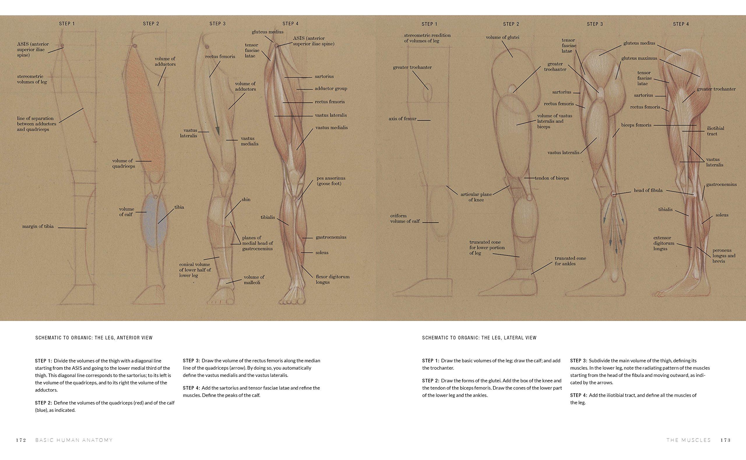 Beispielinhalt (Bild) Basic Human Anatomy