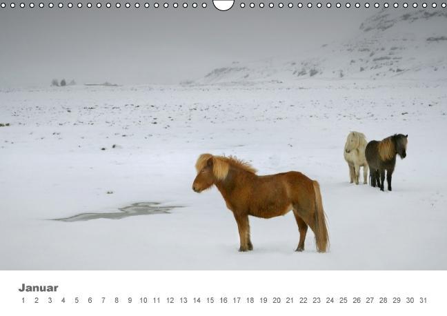 Beispielinhalt (Bild) Islandpferde: Gefährten der Wikinger (Wandkalender immerwährend DIN A3 quer)
