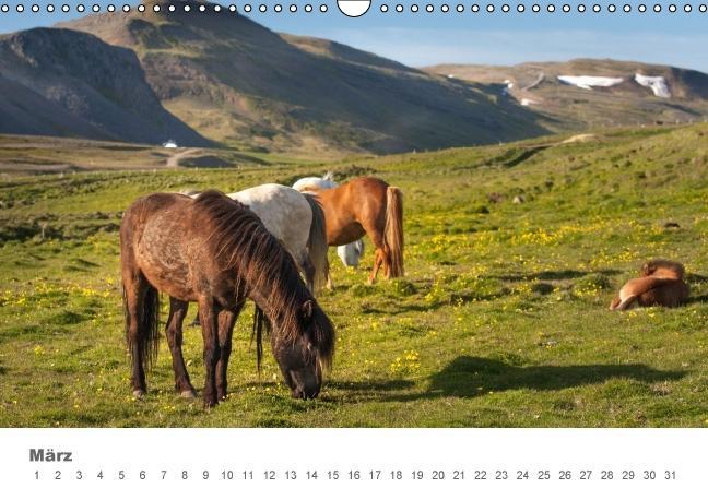 Beispielinhalt (Bild) Islandpferde: Gefährten der Wikinger (Wandkalender immerwährend DIN A3 quer)