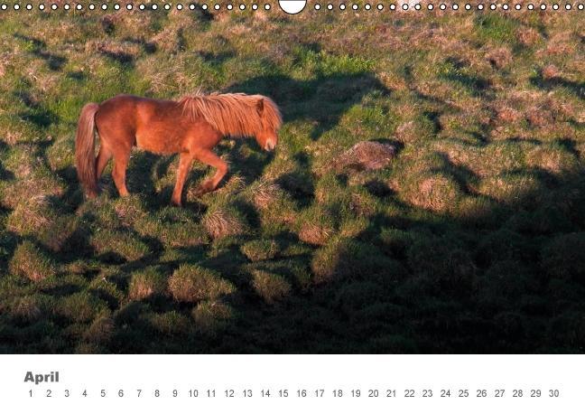 Beispielinhalt (Bild) Islandpferde: Gefährten der Wikinger (Wandkalender immerwährend DIN A3 quer)