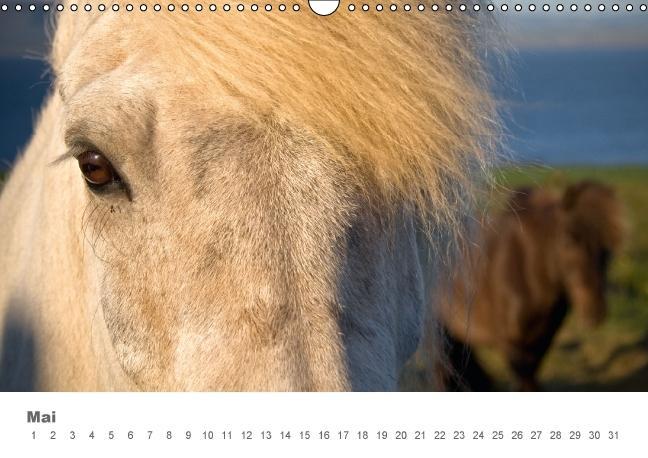 Beispielinhalt (Bild) Islandpferde: Gefährten der Wikinger (Wandkalender immerwährend DIN A3 quer)